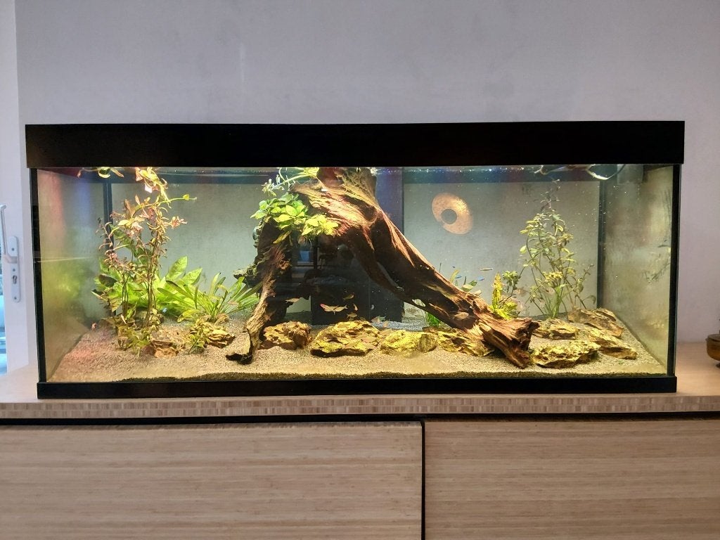 Aquarium 160x60x67 (643 liter) Compleet met Sump,led en CO2, Ophalen, Overige merken, Inclusief vissen, Gevuld zoetwateraquarium