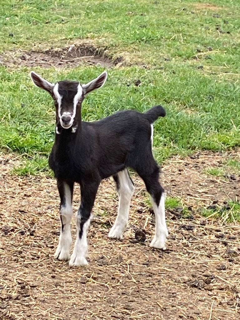 Te koop, Dieren en Toebehoren, Schapen, Geiten en Varkens, Mannelijk, Geit, 0 tot 2 jaar