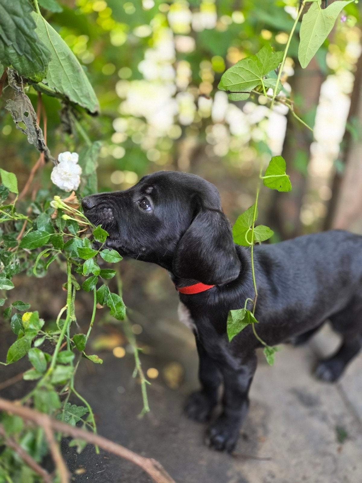 Prachtige Labradoodle x Dalmatiër pups zoeken gouden mandje!, Dieren en Toebehoren, 8 tot 15 weken, Groot, Meerdere, Meerdere dieren