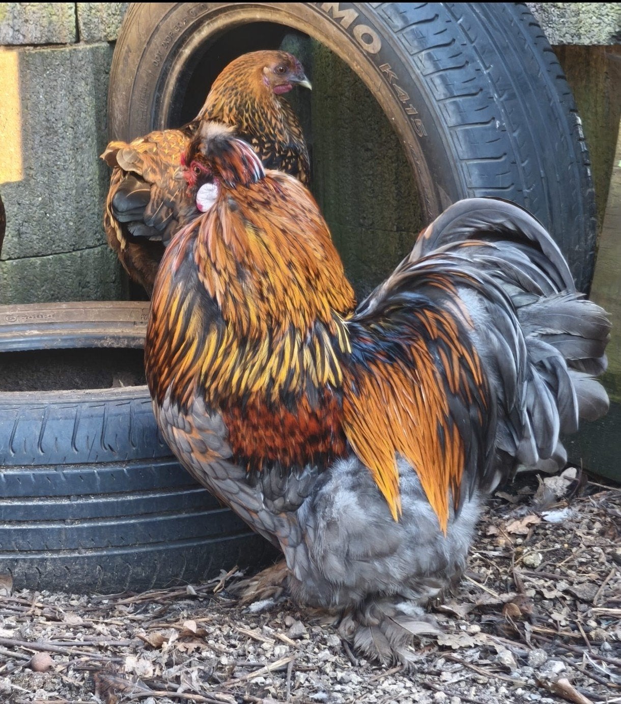 Cochin haan + 3 Barnevelder krielen, Mannelijk, Kip