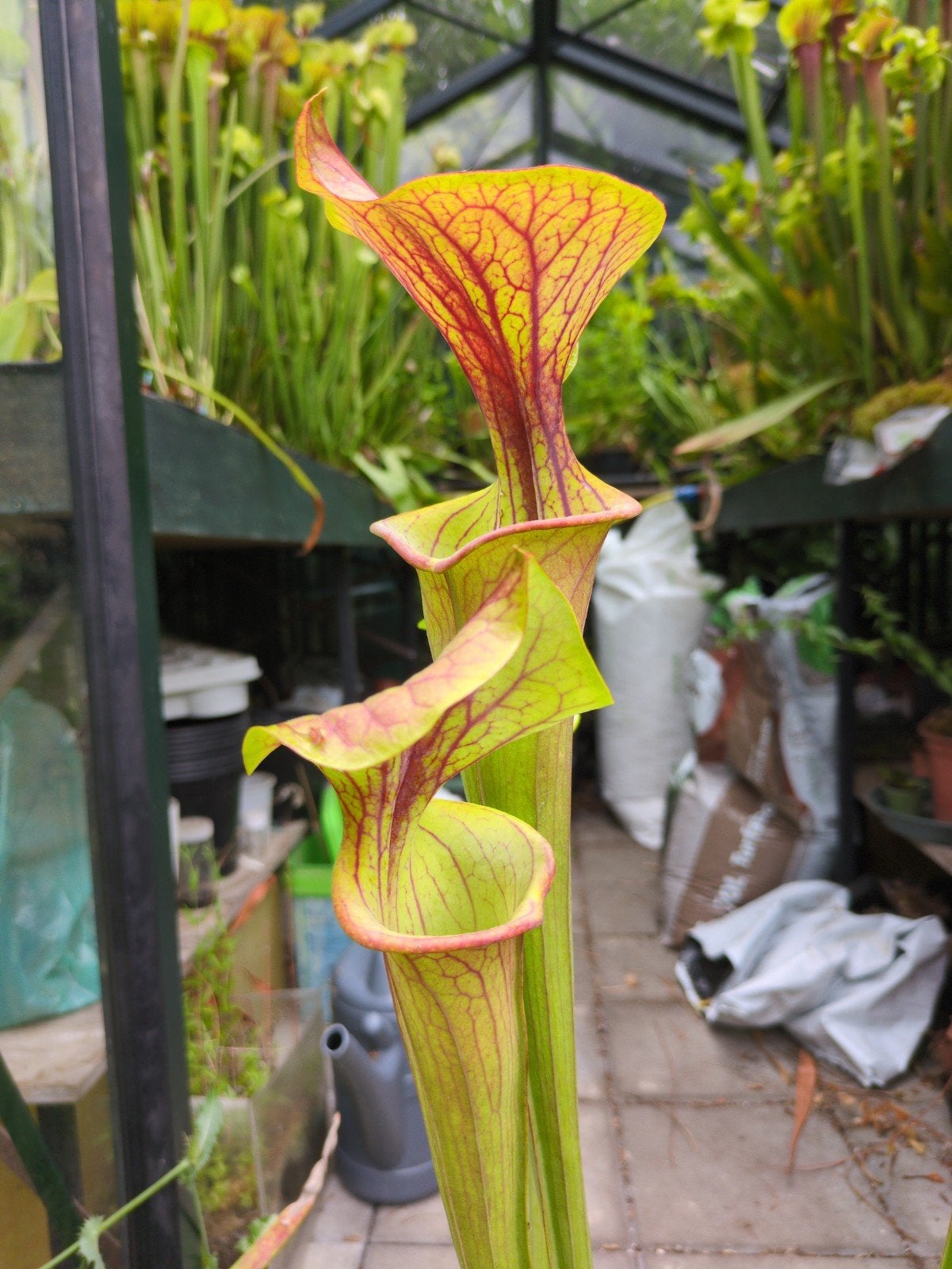 Sarracenia flava var. Atropurpurea F27C Vleesetende plant, Ophalen, Overige soorten, Volle zon