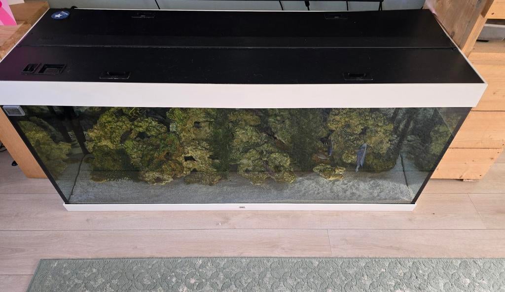 JEWEL Aquarium 450 liter te koop met Malawi Cichliden,, Dieren en Toebehoren, Vissen | Aquaria en Toebehoren, Ophalen, Gevuld zoetwateraquarium