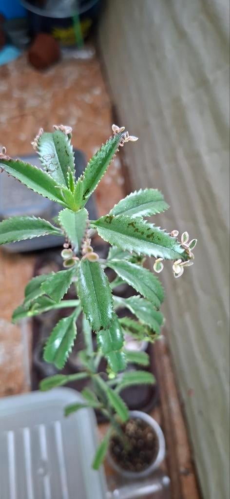 Kalanchoe Daigremontiana Pink pups, Huis en Inrichting, Kamerplanten, Ophalen of Verzenden, Halfschaduw, Minder dan 100 cm