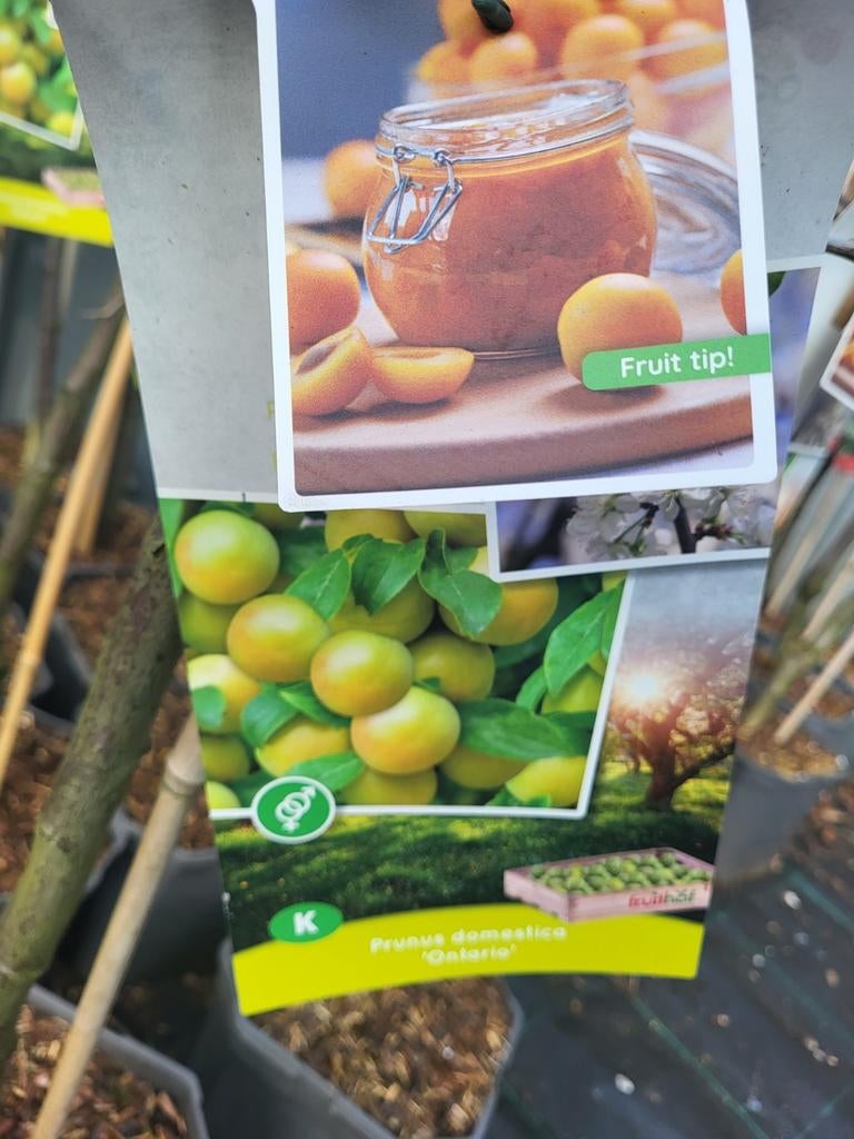 Fruitbomen te koop 3 voor €50, Tuin en Terras, Planten | Bomen, Volle zon, 100 tot 250 cm, Zomer, Overige soorten