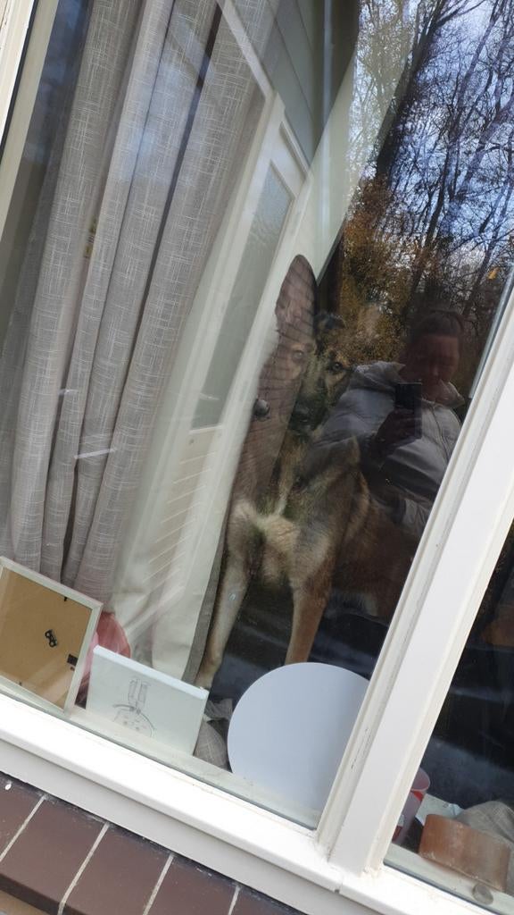 Lieve herder/ husky, Dieren en Toebehoren, Honden | Herdershonden en Veedrijvers, Teef, Parvo, Eén hond, 3 tot 5 jaar