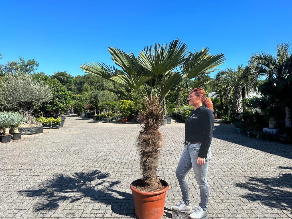 Trachycarpus wagnerianus met 100/120 cm stamhoogte te koop!!, Tuin en Terras, Planten | Bomen, In pot, Halfschaduw, Ophalen of Verzenden