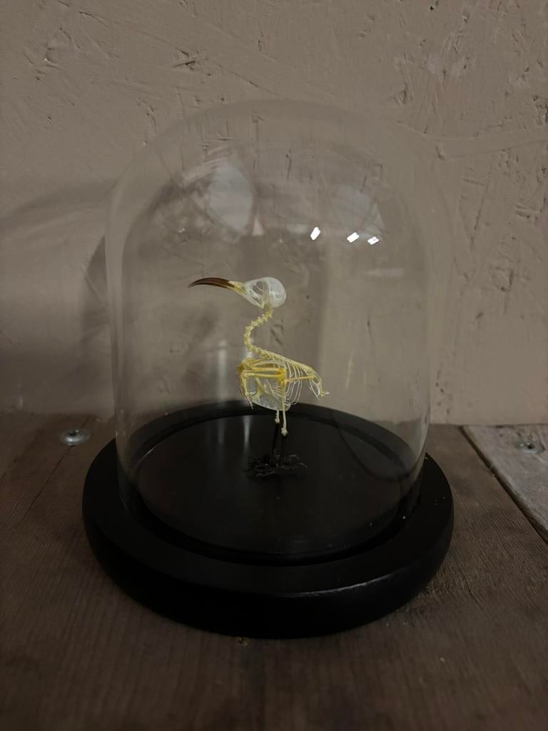 Mooie stolp met een vogel skelet (blauwstaart bijeneter), Verzamelen, Dierenverzamelingen, Ophalen of Verzenden, Nieuw, Vogel