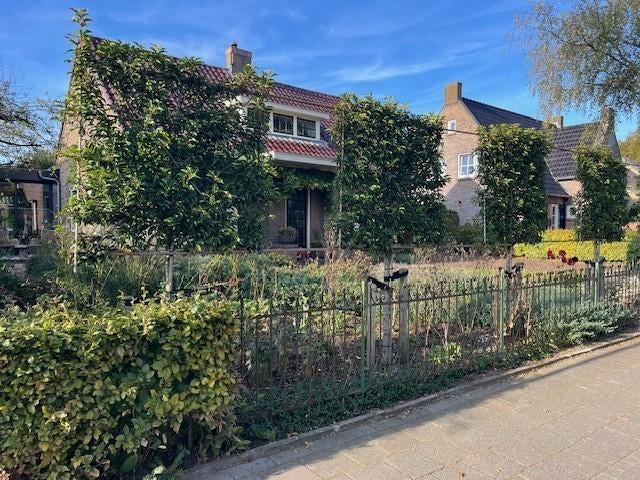 Leiboom,Portugese Laurier in diverse maten,zie hier onder !, Tuin en Terras, Planten | Bomen, Leiboom, 250 tot 400 cm, Halfschaduw