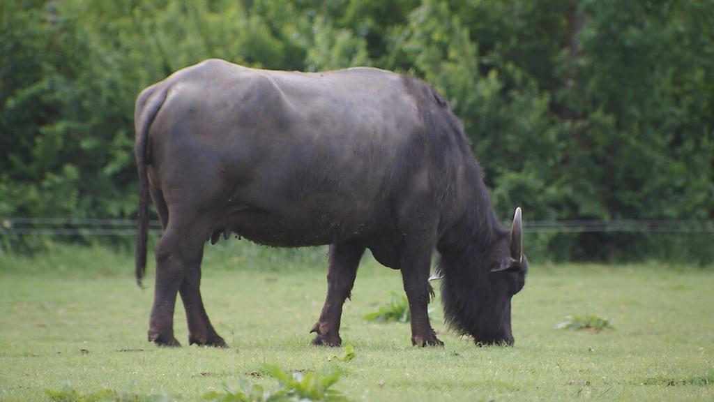 Buffalo milk gezocht (waterbuffelmelk), Dieren en Toebehoren, Meerdere dieren