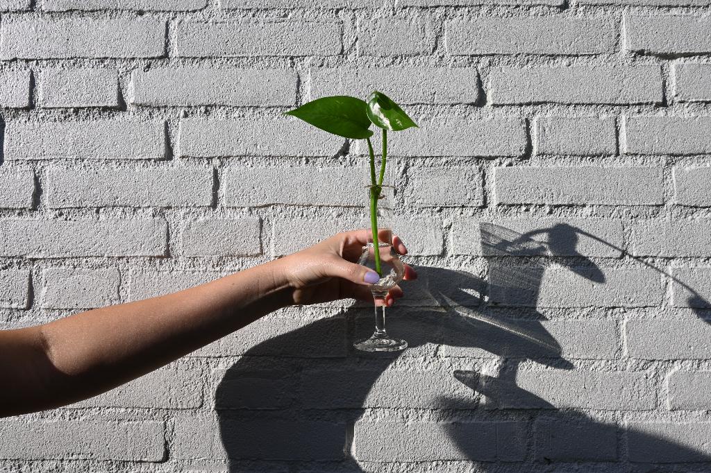 Stekje Golden Pothos (Epipremnum Aureum) plant, 200 cm of meer, Overige soorten, Groene kamerplant, Halfschaduw