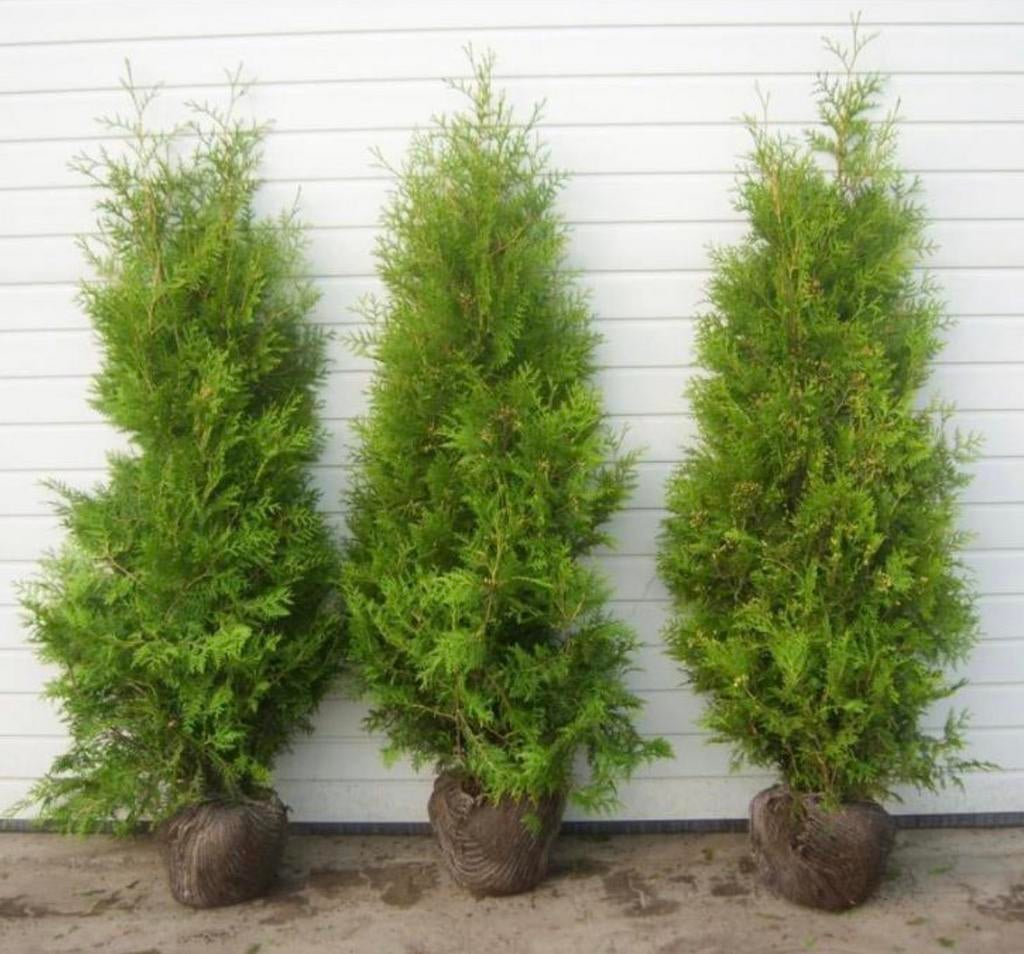 Coniferen AKTIE, Ophalen of Verzenden, Conifeer, 100 tot 250 cm