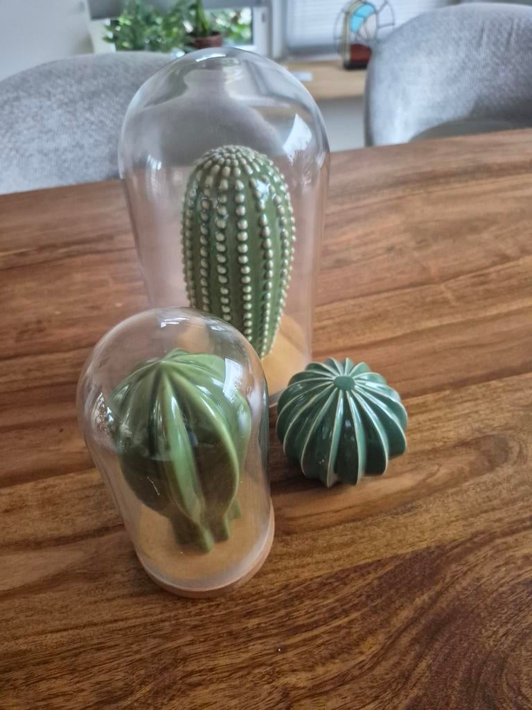 Cactussen in stolp decoratie, Ophalen of Verzenden, Zo goed als nieuw