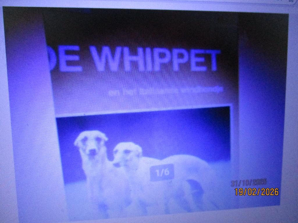 Over Dieren- De whippet italiaanse windhondje 9789058210364, Ophalen of Verzenden, Zo goed als nieuw, Paarden of Pony's