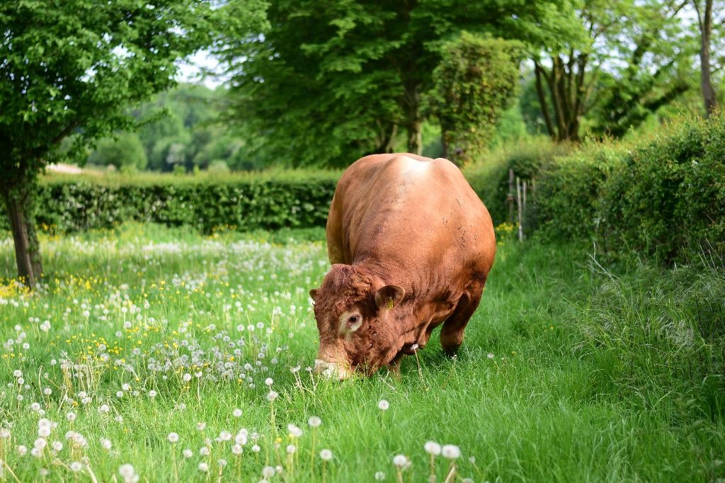 Limousin dekstier, Dieren en Toebehoren, Runderen, Mannelijk