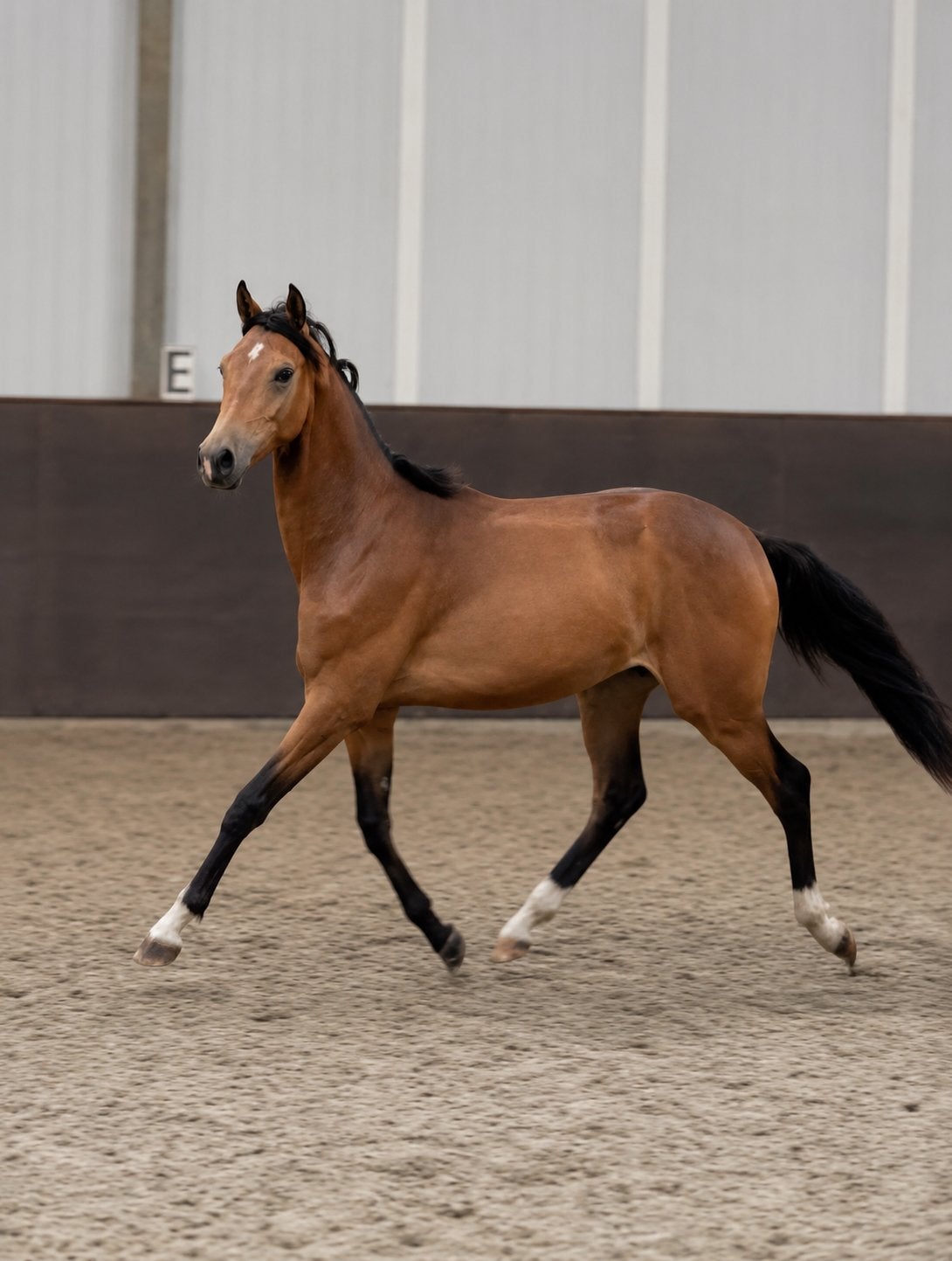 Toekomstige dressuurtopper jaarling hengst D pony (NRPS), Met stamboom, Dressuurpony, Niet van toepassing, 0 tot 2 jaar