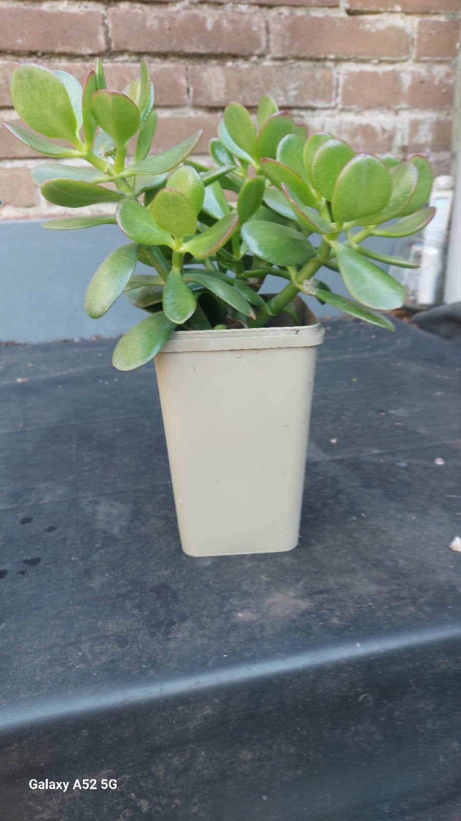 Crassula Ovata - Jadeplant - Geldboom, Volle zon, Vaste plant, Bloeit niet, Ophalen