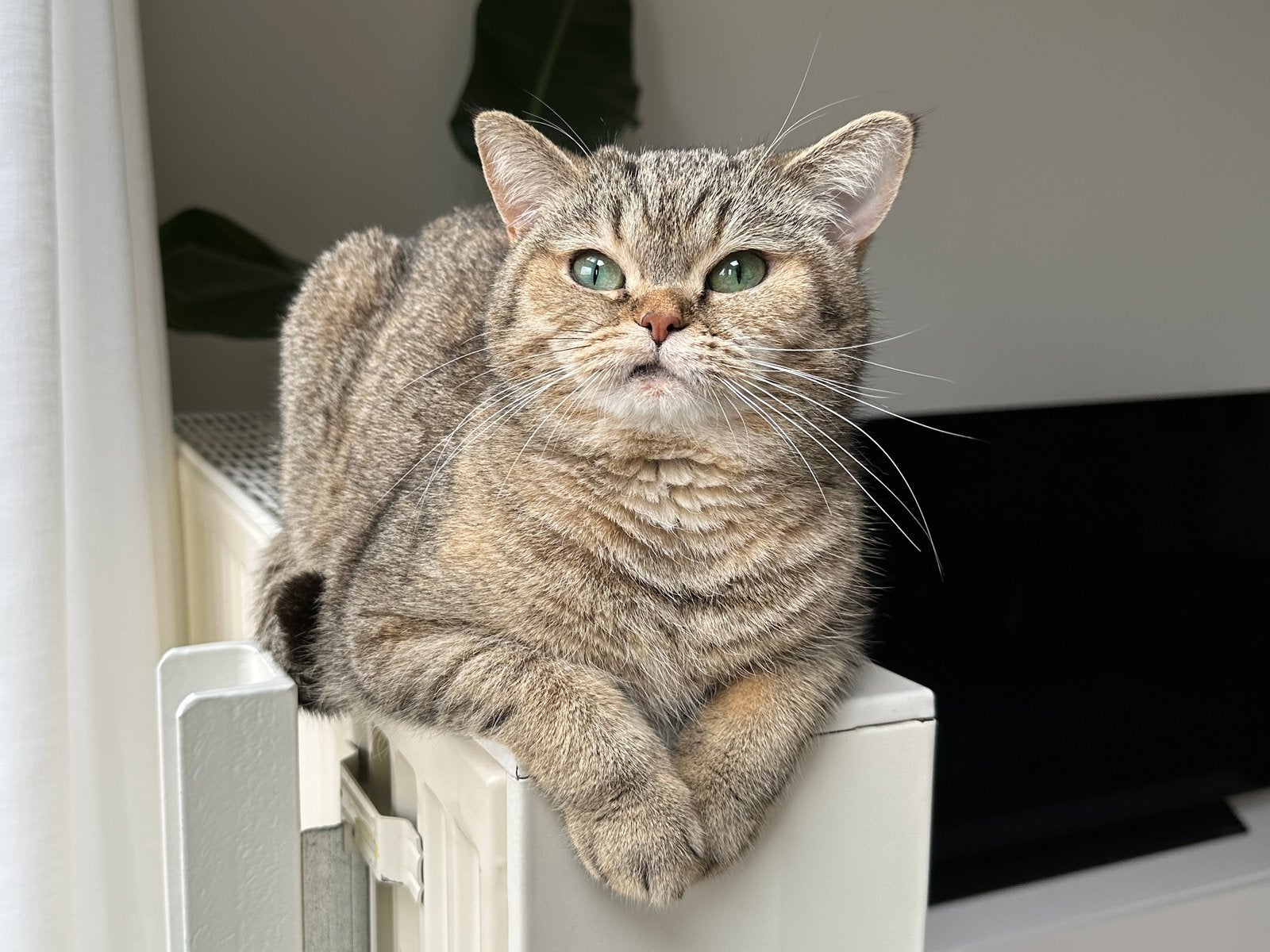 Lieve sociale Brits korthaar zoekt een fijn nieuw thuis, Poes