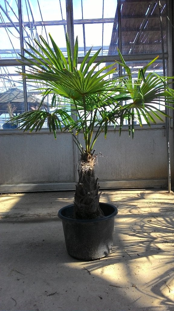 Winterharde Trachycarpus fortunei palmen te koop, Tuin en Terras, Planten | Bomen, Bloeit niet, 100 tot 250 cm, Palmboom, Ophalen