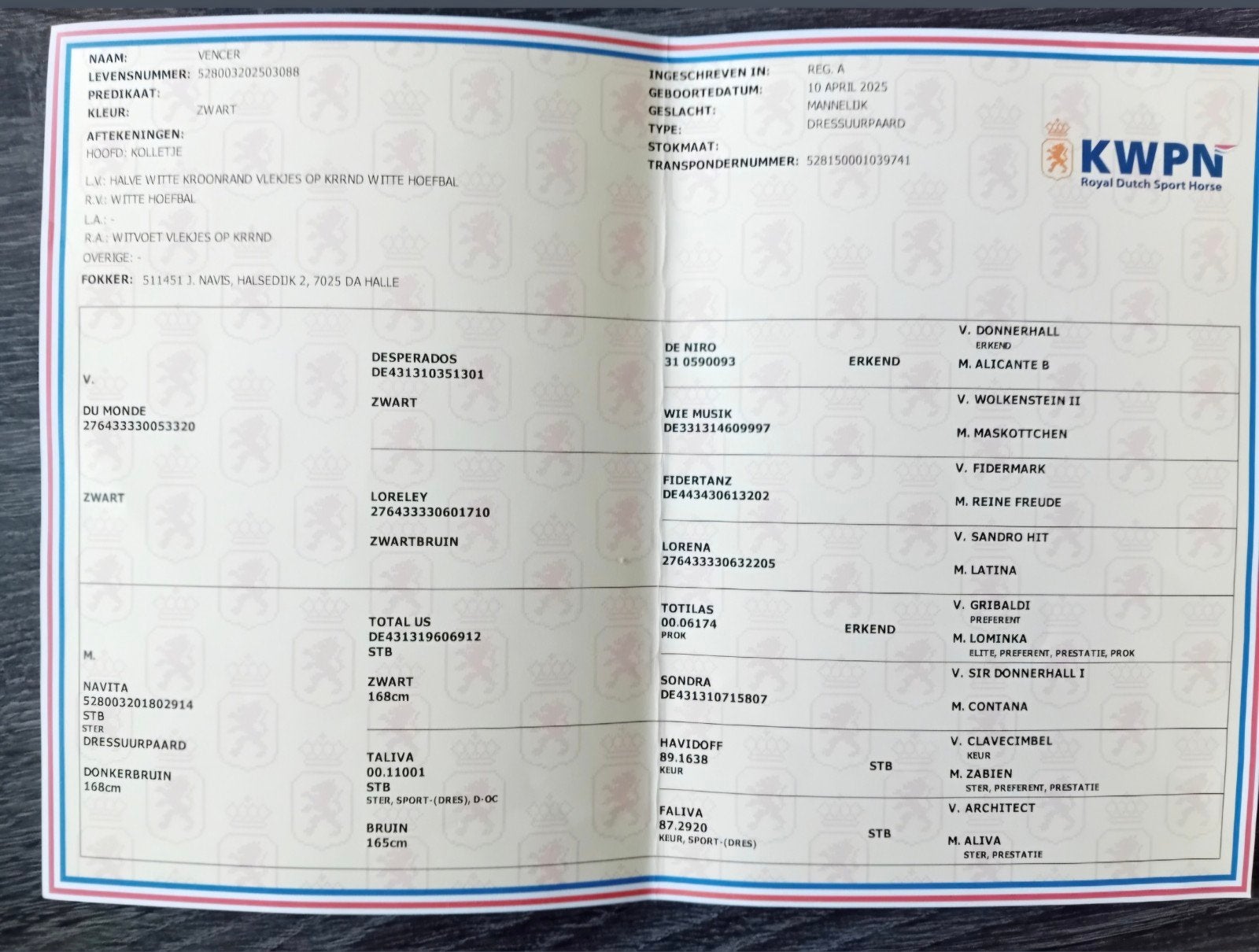 Foto 4 van Grote prachtige zwarte jaarling met TOP karakter en beweging