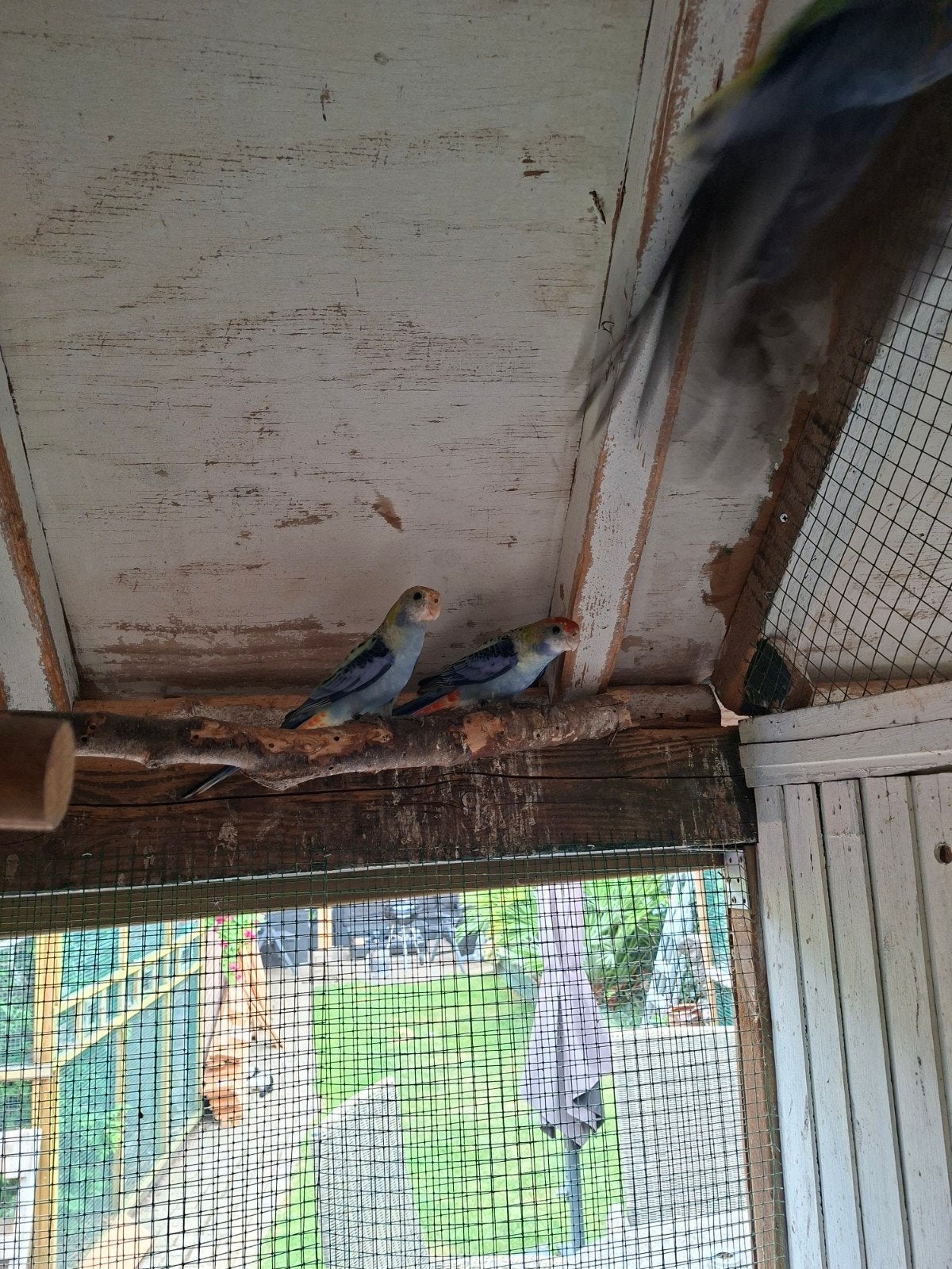 bleekkop rosella, Dieren en Toebehoren, Vogels | Overige Vogels, Meerdere dieren