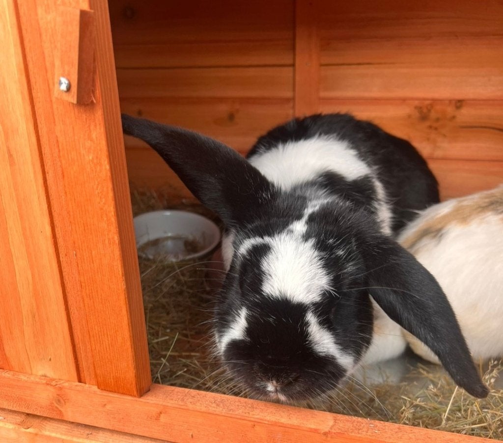 Henk zoekt jou !!, Dieren en Toebehoren, Konijnen, Mannelijk, Middelgroot, Hangoor, 0 tot 2 jaar