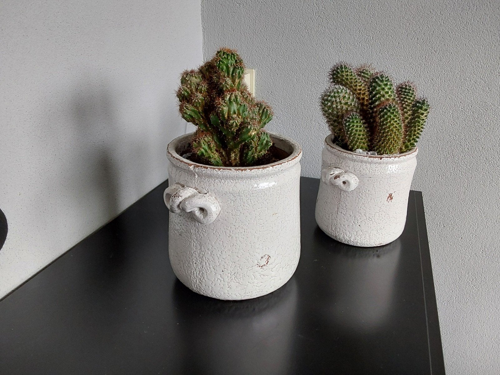 2 cactussen met pot Ophalen., Ophalen, Cactus, Volle zon, Minder dan 100 cm