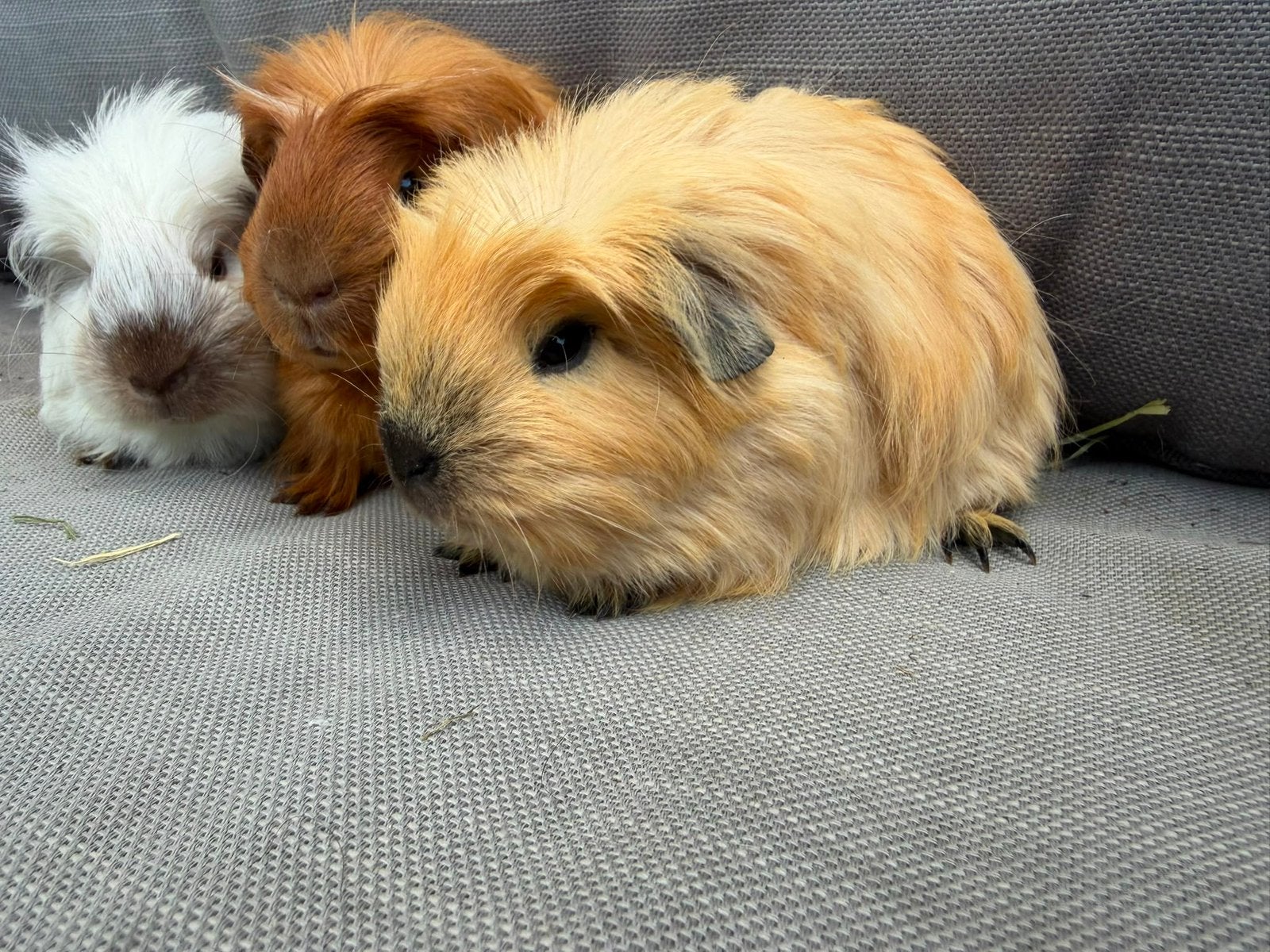 Foto 3 van Jonge langharige cavia’s Sheltie Coronet Tessel Merino