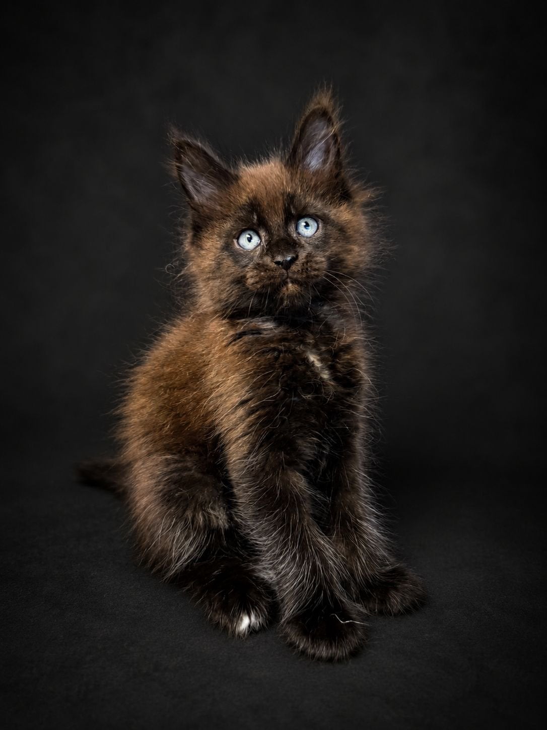 Maine Coon kittens, Meerdere dieren, Met stamboom, 0 tot 2 jaar