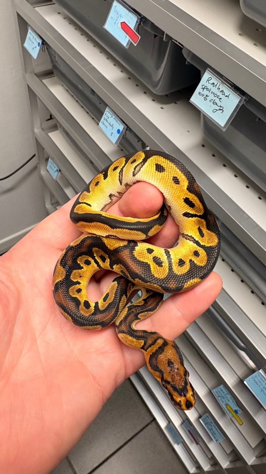 Orange dream clown ball python Ball Python photo 2