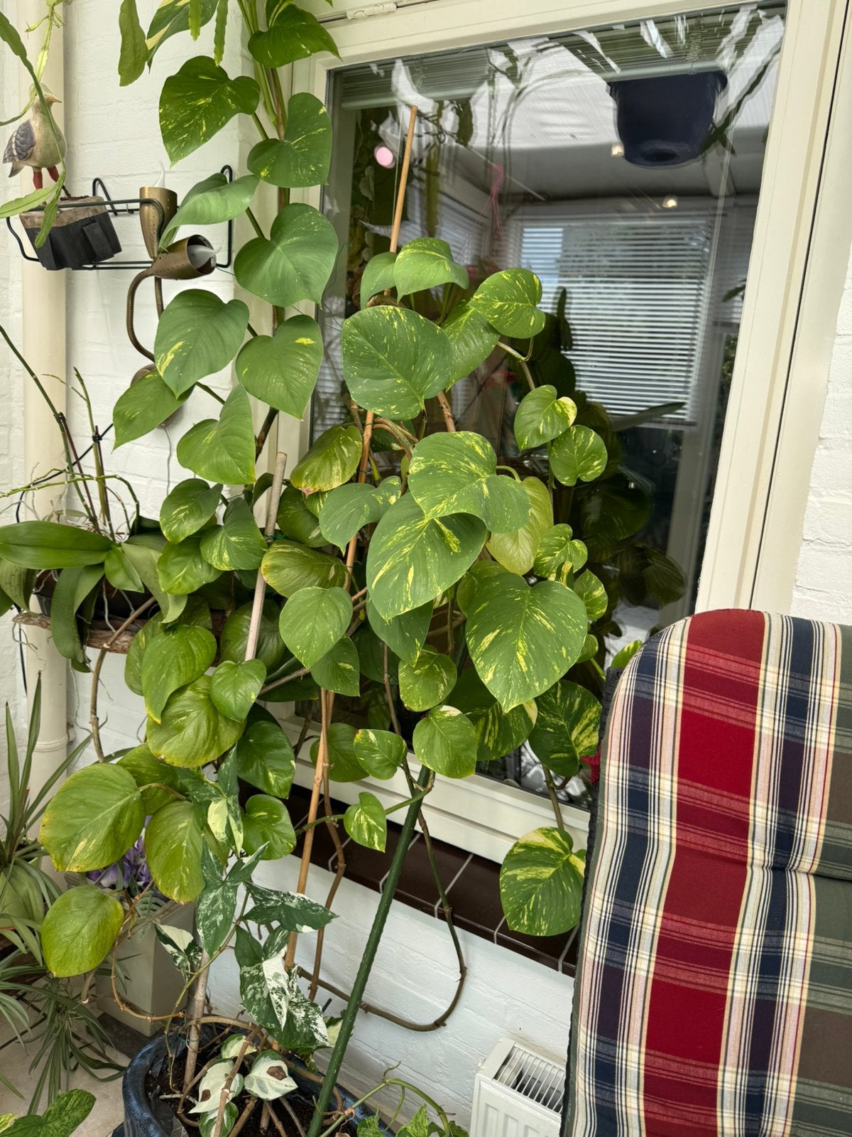 Grote kamerplant, Epipremnum., Huis en Inrichting, Ophalen, 200 cm of meer, Overige soorten, In pot