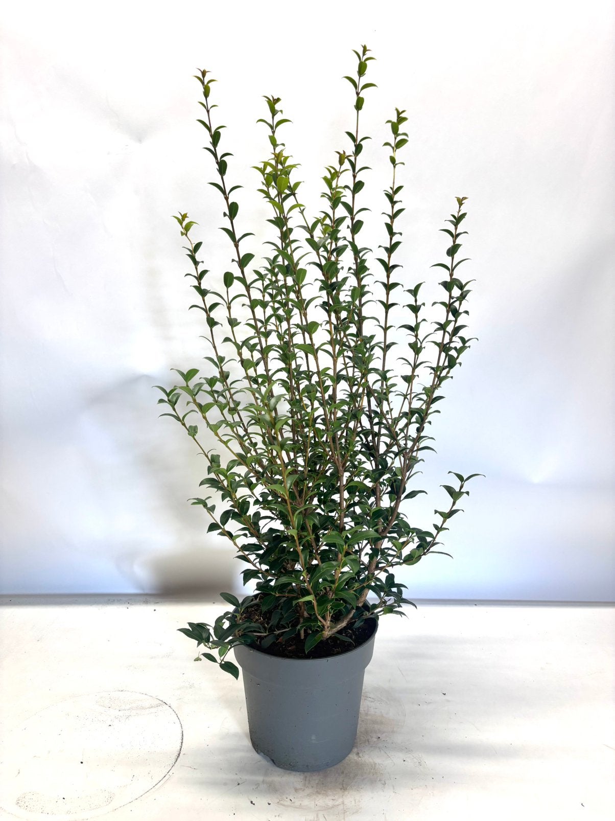 Osmanthus burkwoodii schijnhulst, Overige soorten, Vaste plant, Ophalen of Verzenden, Halfschaduw