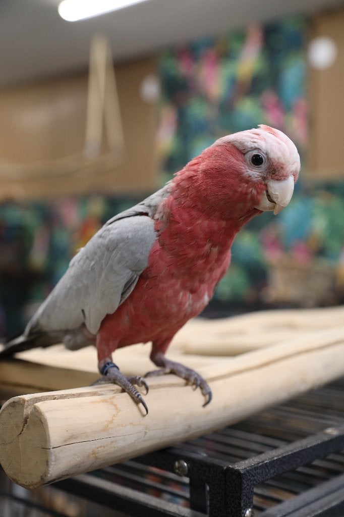 Jonge Baby Rose Kaketoes | Sociaal | Speels| Getest, Meerdere dieren, Papegaai, Pratend