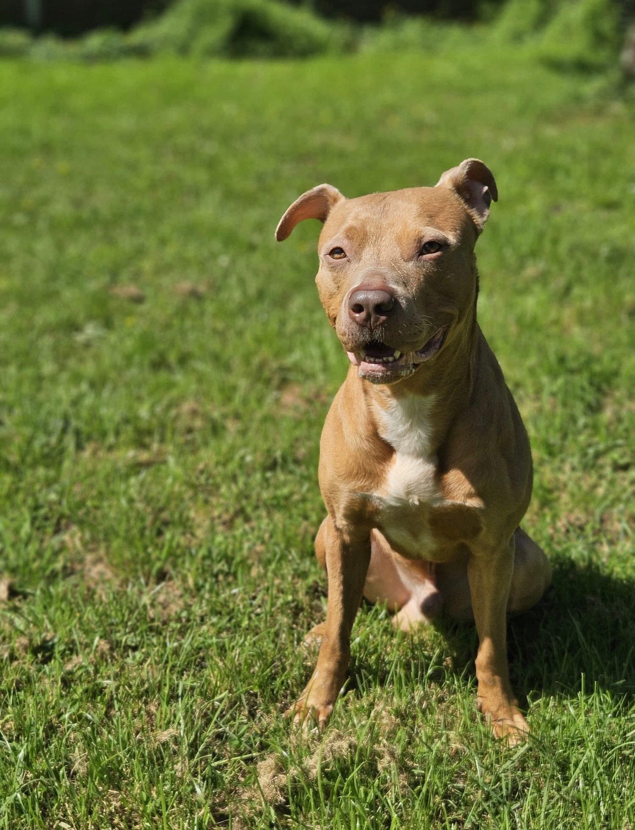 Amerikaanse Stafford Red nose/champagne, Parvo, Eén hond, 3 tot 5 jaar, Nederland