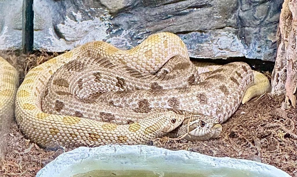 Haakneus 1.0 2023 Arctic Conda Toffee (hognose) Hognose Snake photo 2