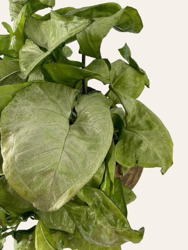 Syngonium White Butterfly, Huis en Inrichting, Ophalen of Verzenden, Halfschaduw, Minder dan 100 cm