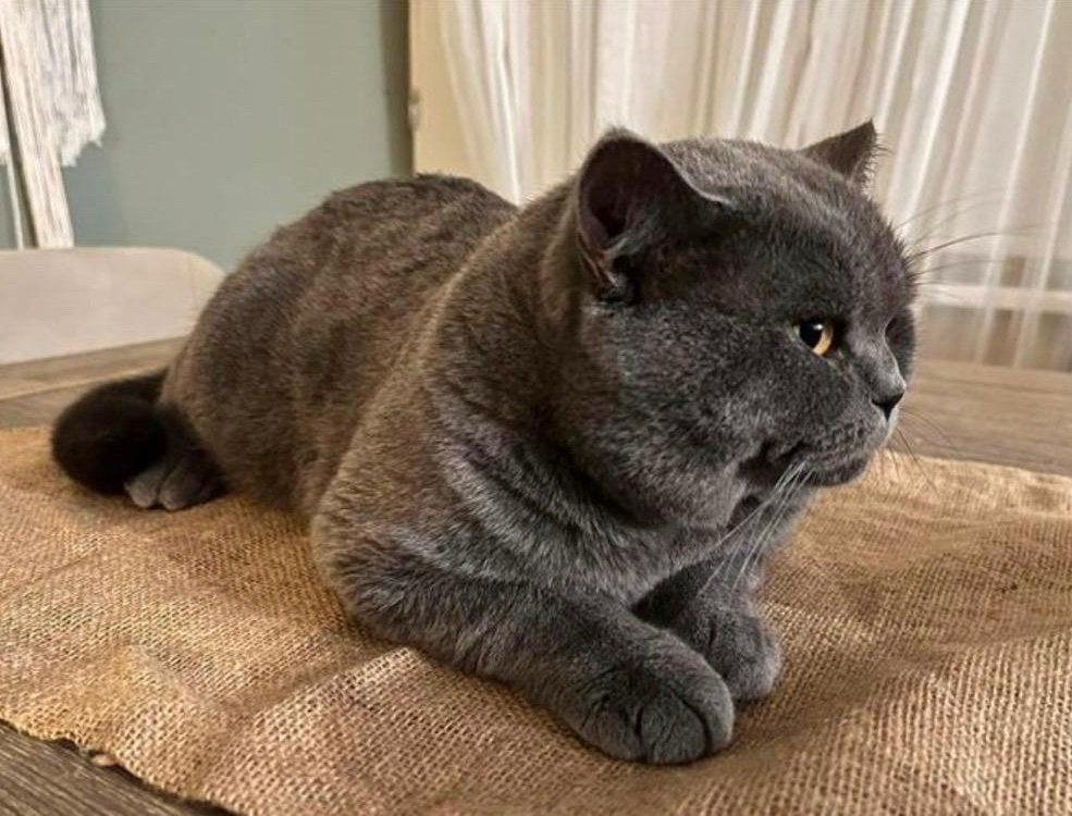 Britse Korthaar Dekkater (Niet te koop)