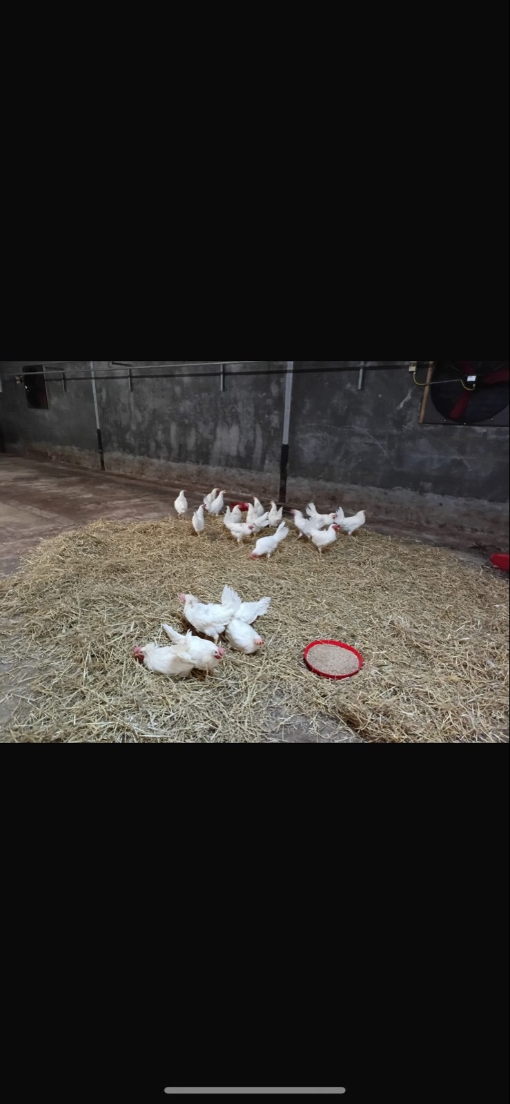 Circa 50/60 hanen voor slacht, Dieren en Toebehoren, Pluimvee, Mannelijk, Kip
