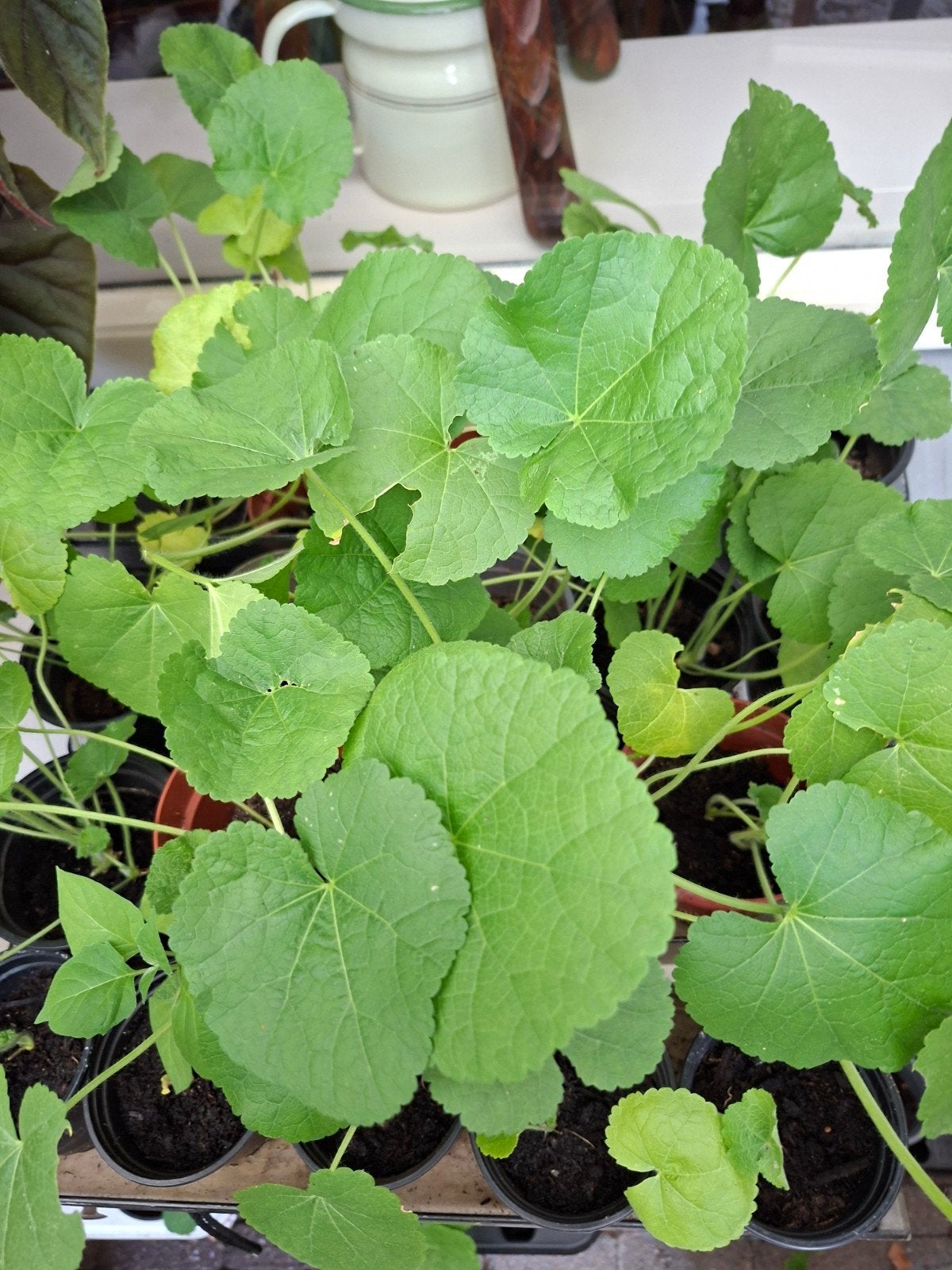 Stokroos planten, Ophalen, Vaste plant, Overige soorten, Volle zon
