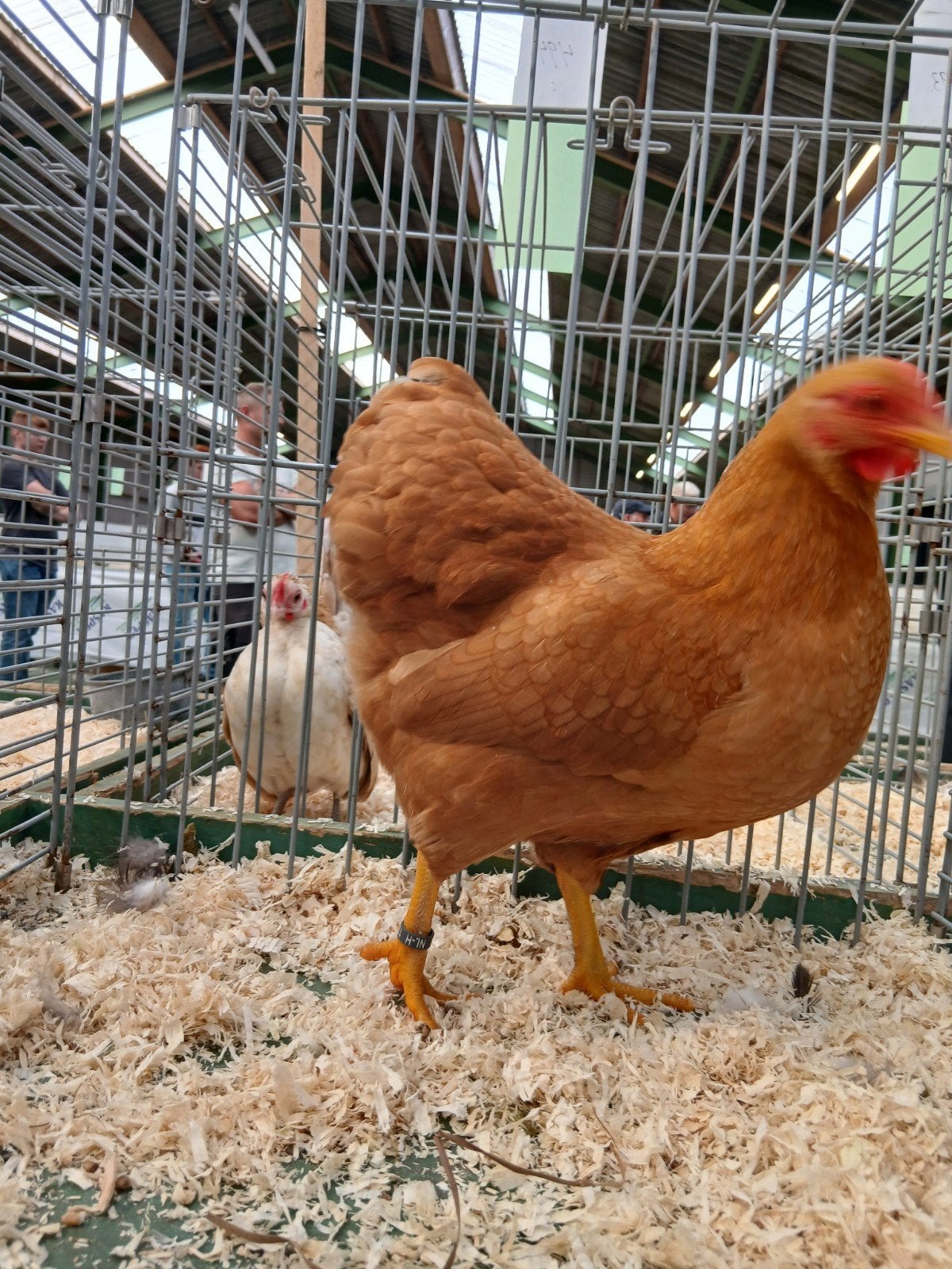 wyandotte kriel in de mooie kleur buff, Dieren en Toebehoren, Meerdere dieren, Kip
