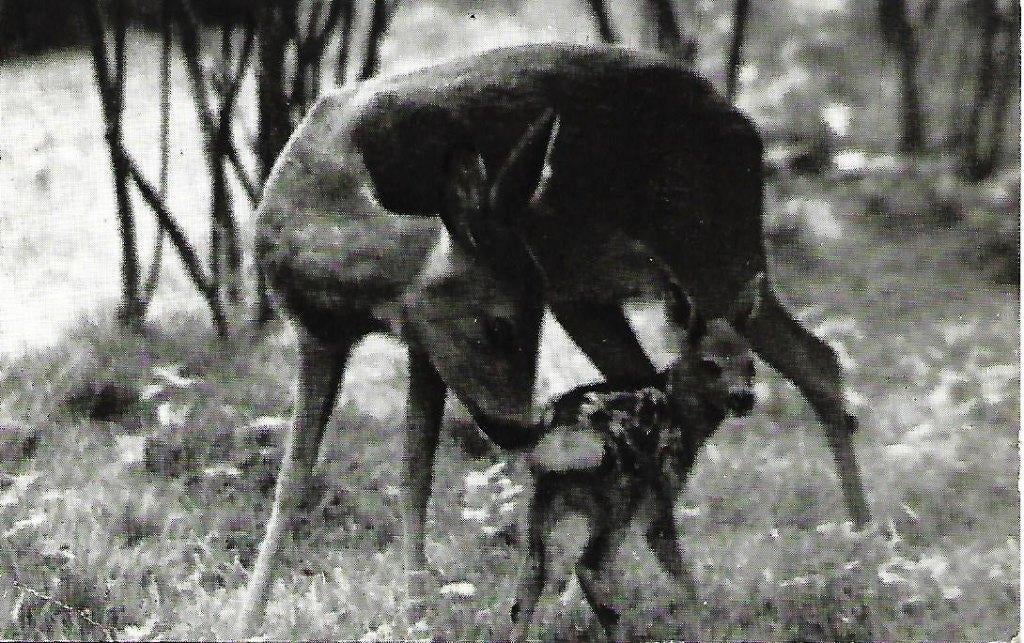 Holten- -Reegeit met kalf., Verzenden, 1960 tot 1980, Gelopen, Overijssel