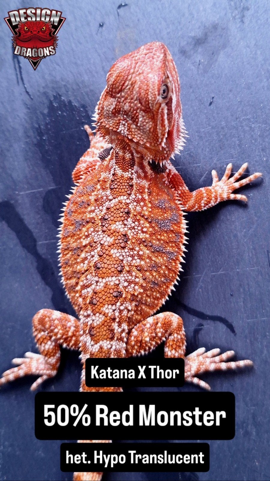 50% Red Monster het. HypoTrans vrouwtje baardagaam Bearded Dragon - female for sale from Design Dragons