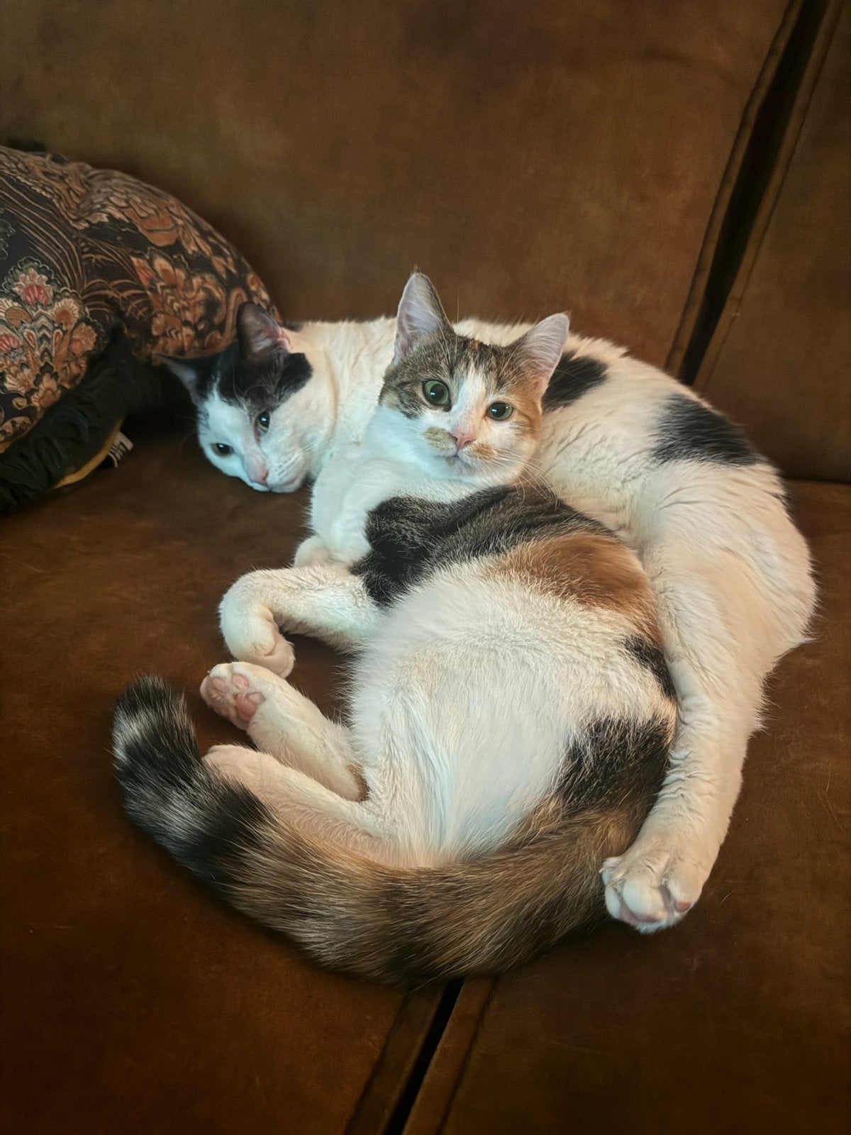 2 hele lieve katten, Meerdere dieren