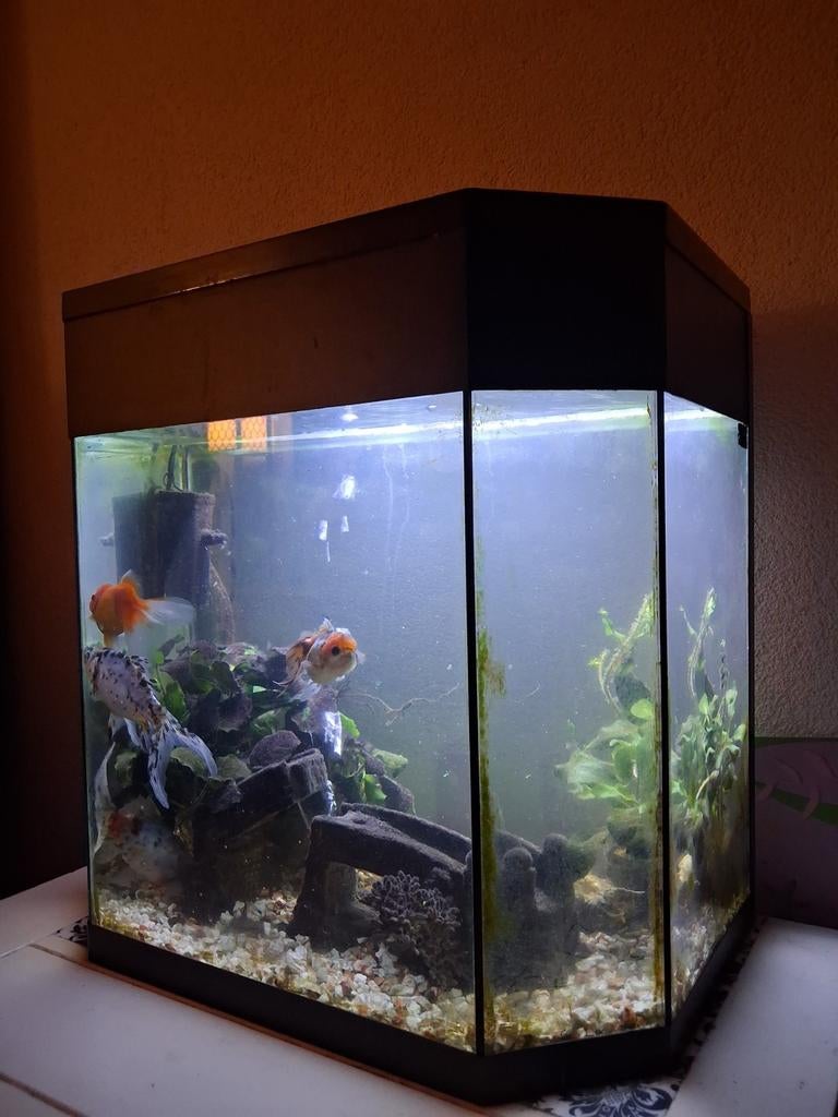 Aquarium  40l, Dieren en Toebehoren, Ophalen