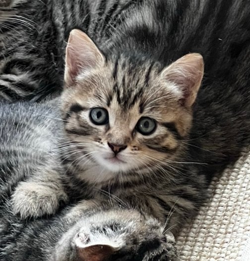Lieve en sociale kittens, vanaf 27 augustus ophalen, Meerdere dieren