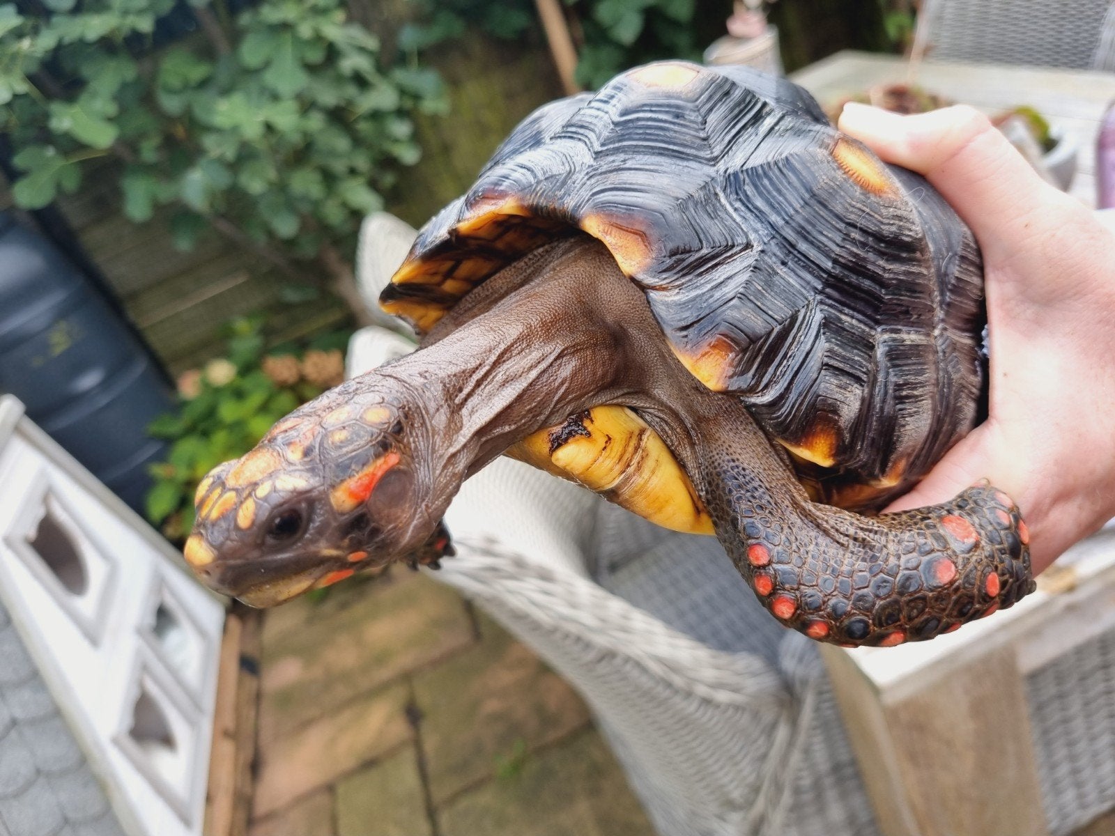 8 jarige Kolenbrander schildpad vrouw te koop, Dieren en Toebehoren, Schildpad, Tam, 7 tot 10 jaar