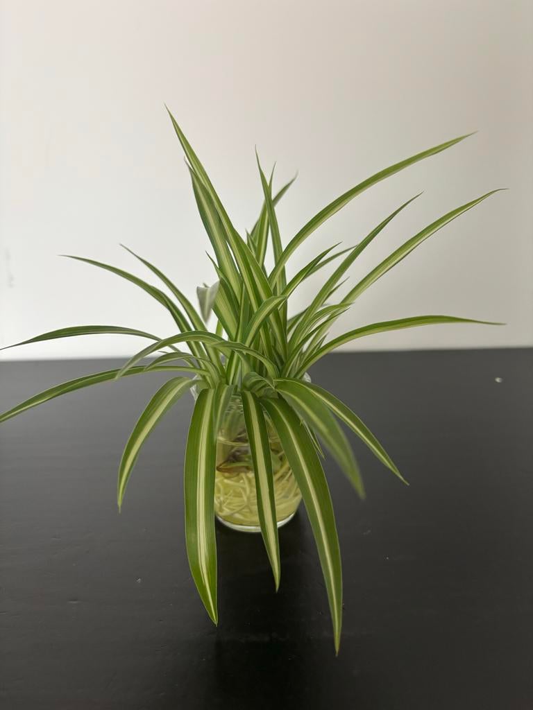 Graslelie stekjes - Chlorophytum Variegata, Overige soorten, Vaste plant, Ophalen of Verzenden, Bloeit niet