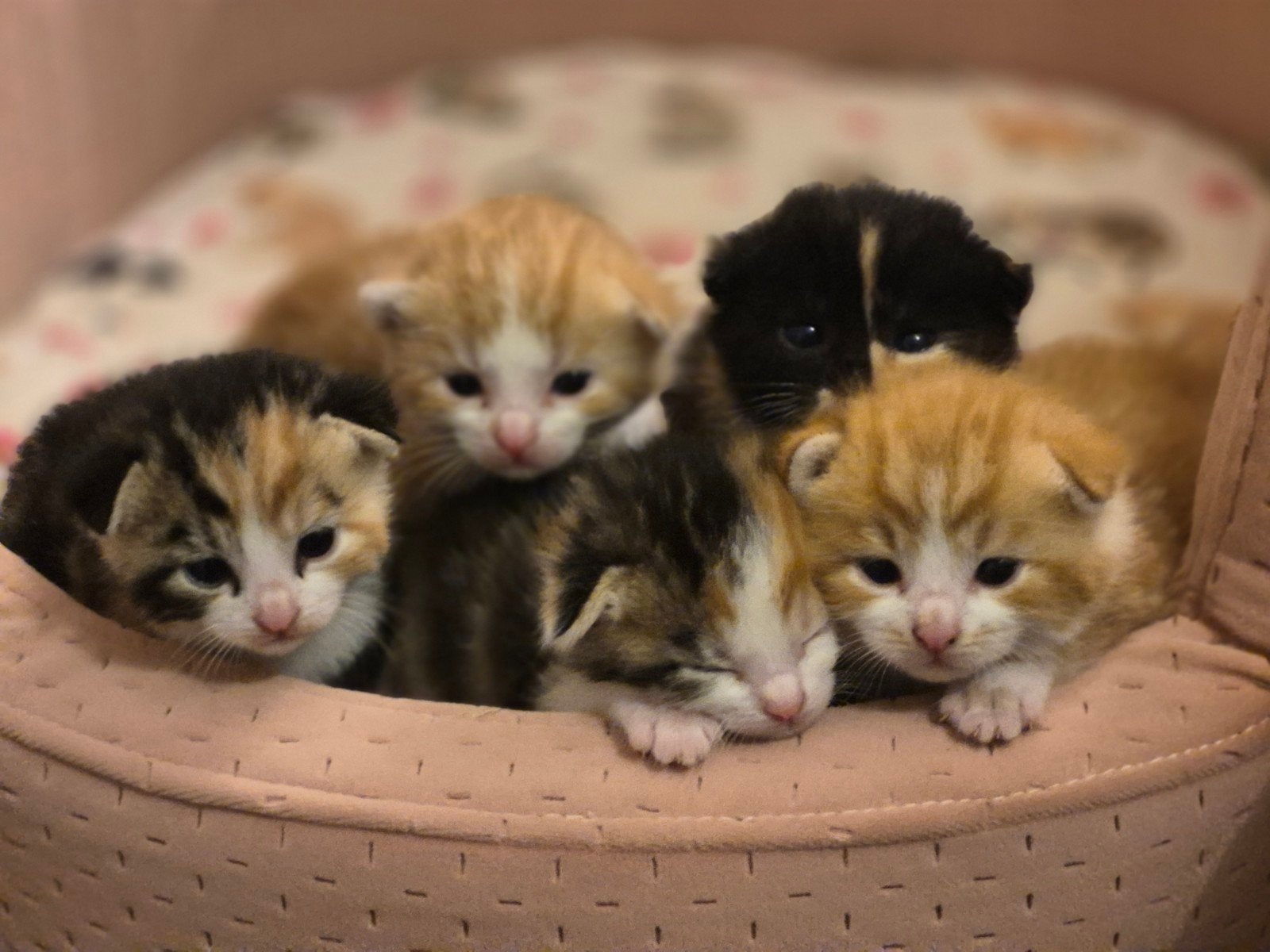 5 prachtige kittens te koop!, Meerdere dieren