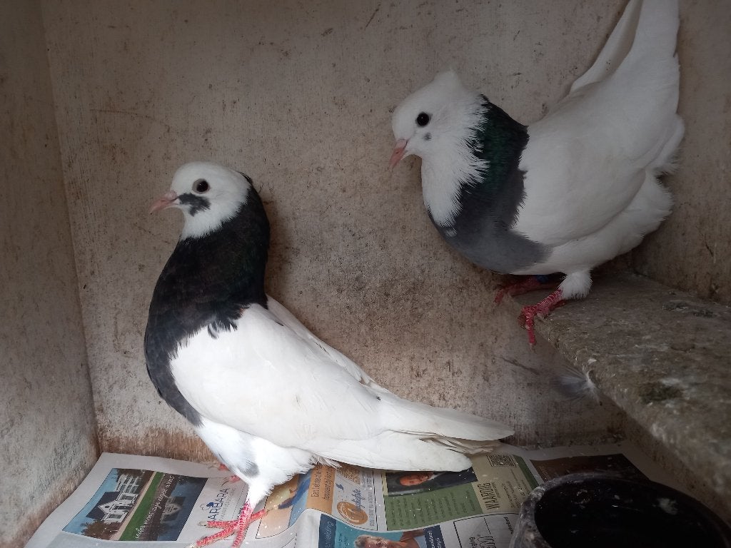 duiven, Dieren en Toebehoren, Meerdere dieren, Tuimelaar of Roller