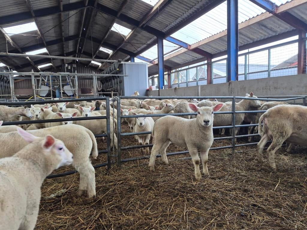 dekrammen en fokooien te koop zwoegervrij, Meerdere dieren, Schaap