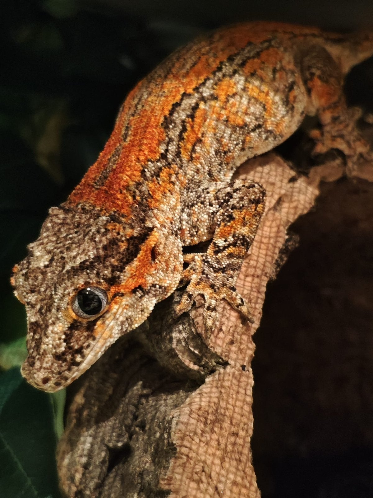 Gargoyle gekko vrouw, Hagedis, 3 tot 6 jaar